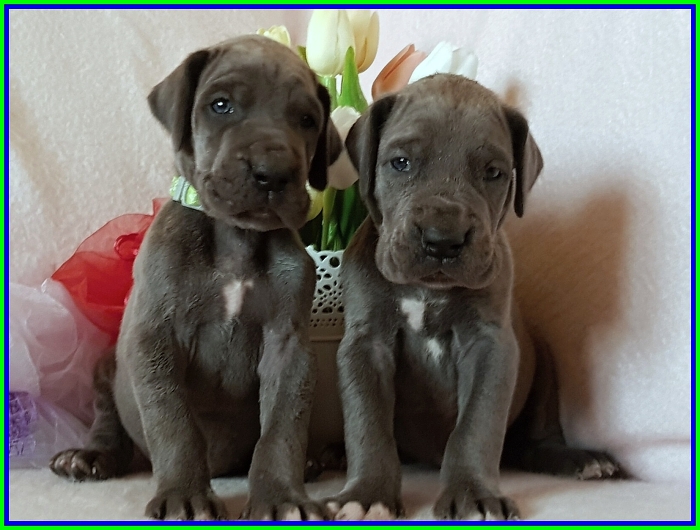 Litter Q - 3 weeks